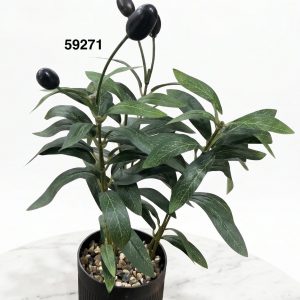 BONSAI OLIVA 36CM